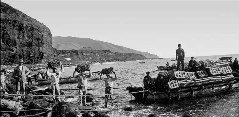 Empaquetados de plátanos en Tazacorte